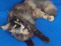 Asil Kraliçe Dev Cüsseli Maine Coon Tortie
