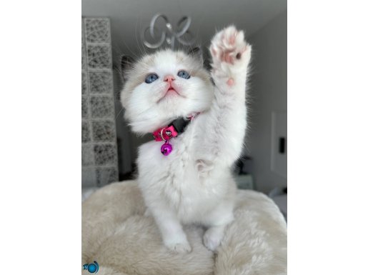 Safkan ragdoll bebekler 