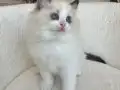 Safkan ragdoll yavrularım