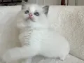 Safkan ragdoll yavrularım