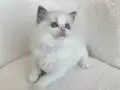 Safkan ragdoll yavrularım