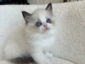 Safkan ragdoll yavrularım