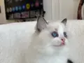 Safkan ragdoll yavrularım