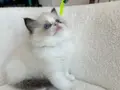 Safkan ragdoll yavrularım