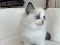 Safkan ragdoll yavrularım