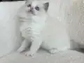 Safkan ragdoll yavrularım