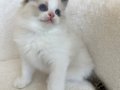 Safkan ragdoll yavrularım