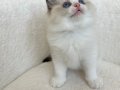 Safkan ragdoll yavrularım