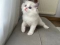 Ragdoll 2.5 aylık dişi yavru