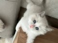 Ragdoll 2.5 aylık  dişi yavru