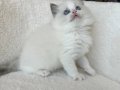 Ragdoll 2.5 aylık dişi yavru