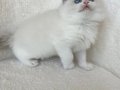 Ragdoll 2.5 aylık dişi yavru