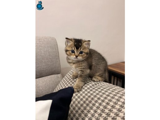 SAFKAN BRİTİSH SHORTHAİR- SAĞLIKLI VE OYUNCU SEVİMLİ YAVRU:)