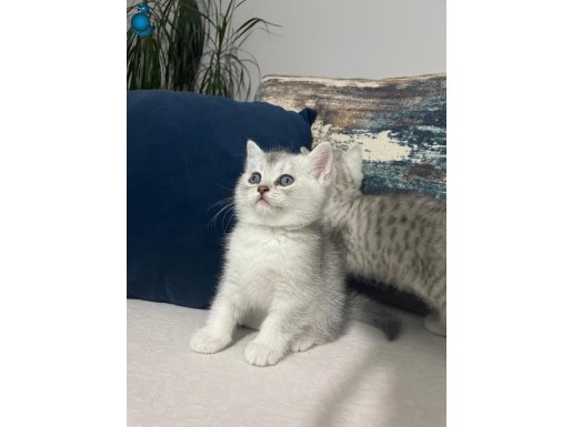 MAVİ GÖZLÜ MİNİK AŞIRI TATLI BRİTİSH SHORTHAİR YAVRULARI :)