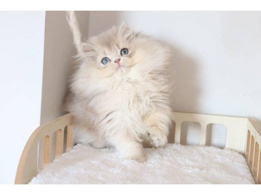 SAFKAN POFUDUK BRİTİSH LONGHAİR