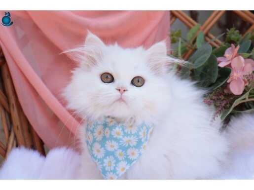 British Longhair Yavrular