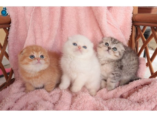 Scottish Fold Top Golden Erkek Yavru