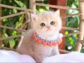 SAFKAN BLUE GOLDEN BRİTİSH YAVRULAR