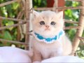 SAFKAN BLUE GOLDEN BRİTİSH YAVRULAR