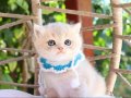 SAFKAN BLUE GOLDEN BRİTİSH YAVRULAR