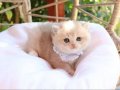 SAFKAN BLUE GOLDEN BRİTİSH YAVRULAR