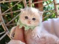 SAFKAN BLUE GOLDEN BRİTİSH YAVRULAR