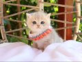 SAFKAN BLUE GOLDEN BRİTİSH YAVRULAR