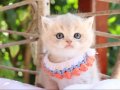 SAFKAN BLUE GOLDEN BRİTİSH YAVRULAR