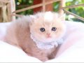 SAFKAN BLUE GOLDEN BRİTİSH YAVRULAR