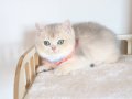 SAFKAN TEDDY SURAT BRİTİSH SHORTHAİR