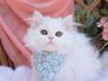 British Longhair Yavrular