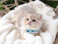 SAFKAN TEDDY SURAT BRİTİSH SHORTHAİR