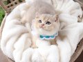 SAFKAN TEDDY SURAT BRİTİSH SHORTHAİR