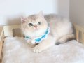 SAFKAN TEDDY SURAT BRİTİSH SHORTHAİR
