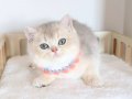 SAFKAN TEDDY SURAT BRİTİSH SHORTHAİR