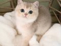 SAFKAN TEDDY SURAT BRİTİSH SHORTHAİR