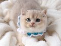 SAFKAN TEDDY SURAT BRİTİSH SHORTHAİR
