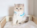 SAFKAN TEDDY SURAT BRİTİSH SHORTHAİR
