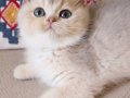SAFKAN TEDDY SURAT BRİTİSH SHORTHAİR