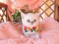 British Shorthair Point Yavrular
