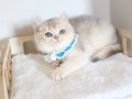 SAFKAN TEDDY SURAT BRİTİSH SHORTHAİR