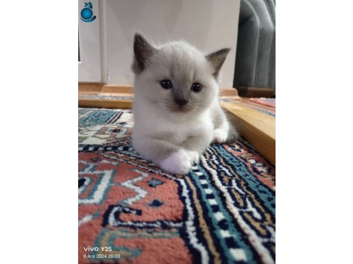 British blue point anne ragdoll baba mitted bebekler