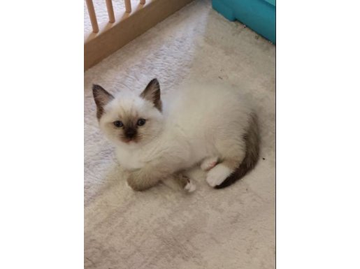 Minik kalplerimiz gerçek sahiplerini bekliyor 