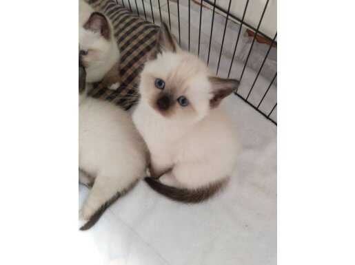 Mavi bakışlı mitted blue point prens ve prenseslerim