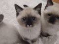 British blue point anne ragdoll baba mitted bebekler