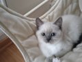 British blue point anne ragdoll baba mitted bebekler