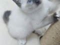 British blue point anne ragdoll baba mitted bebekler