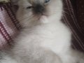 British blue point anne ragdoll baba mitted bebekler