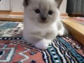 British blue point anne ragdoll baba mitted bebekler