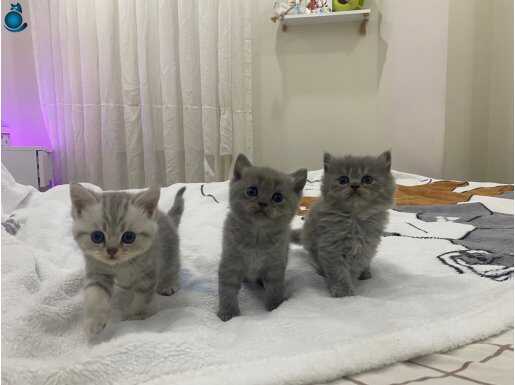 MİNİK ASİL YÜZLÜ VE PELUŞ TÜYLERE SAHİP BRİTSH YAVRULARIM